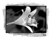tinybaby-lorentsen-dk-003